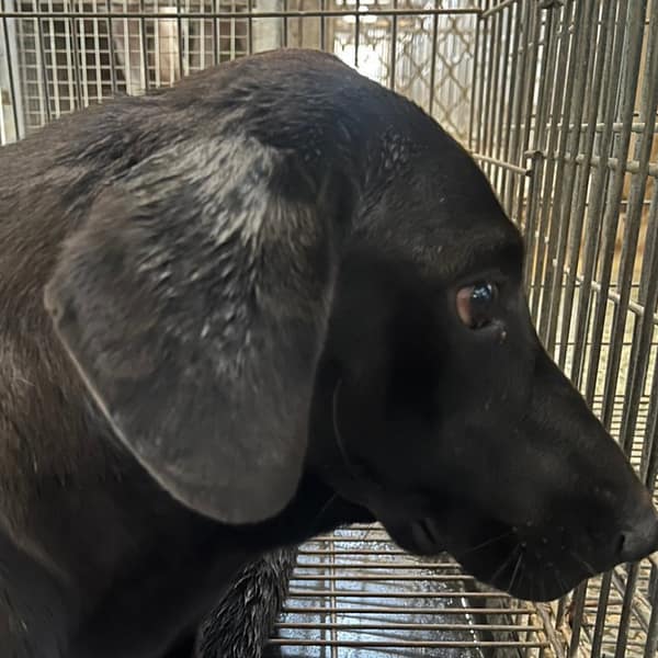 【待認養】混種犬 狗 (女生) - 臺南市動物之家善化站