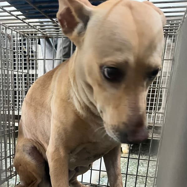 【待認養】混種犬 狗 (女生) - 臺南市動物之家善化站