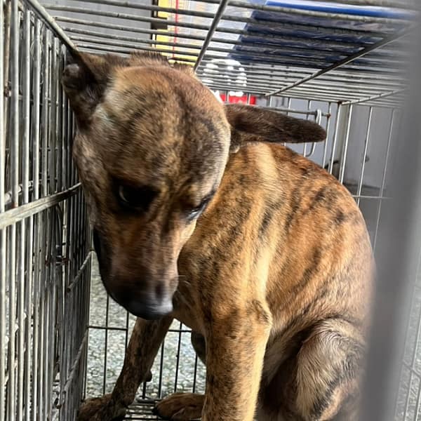 【待認養】混種犬 狗 (男生) - 臺南市動物之家善化站