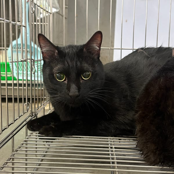 【待認養】混種貓 貓 (男生) - 新北市五股區公立動物之家