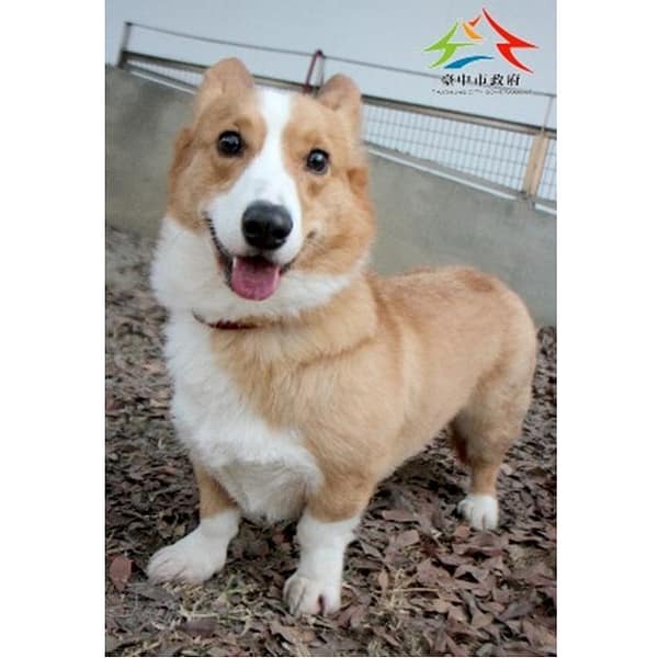 【待認養】威爾斯柯基犬 狗 (男生) - 臺中市動物之家后里園區