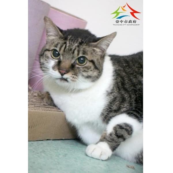 【待認養】混種貓 貓 (女生) - 臺中市動物之家后里園區