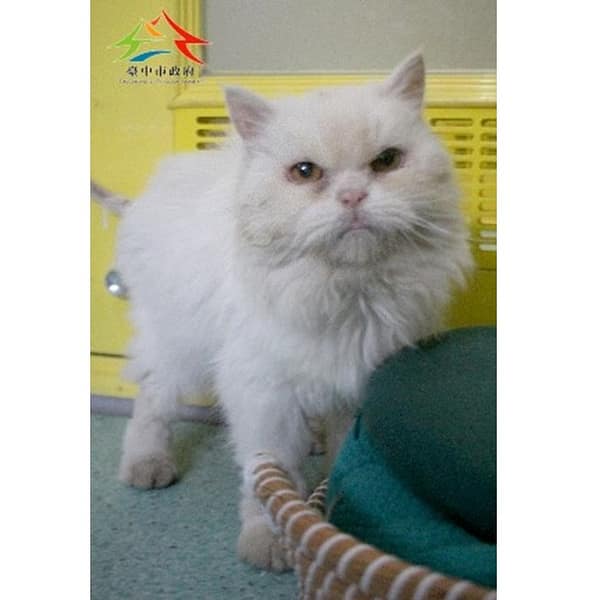 【待認養】混種貓 貓 (女生) - 臺中市動物之家后里園區