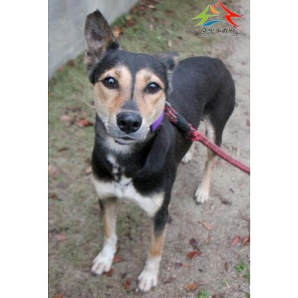 【待認養】混種犬 狗 (女生) - 臺中市動物之家后里園區