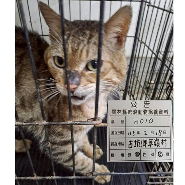 【待認養】混種貓 貓 (男生) - 雲林縣流浪動物收容所