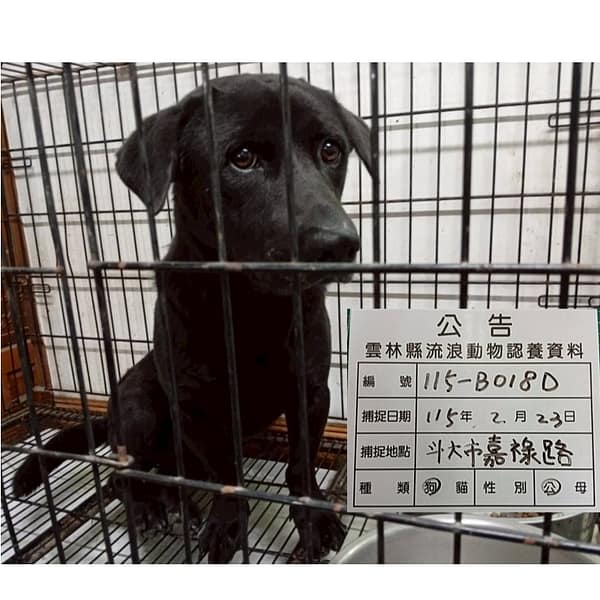 【待認養】混種犬 狗 (男生) - 雲林縣流浪動物收容所