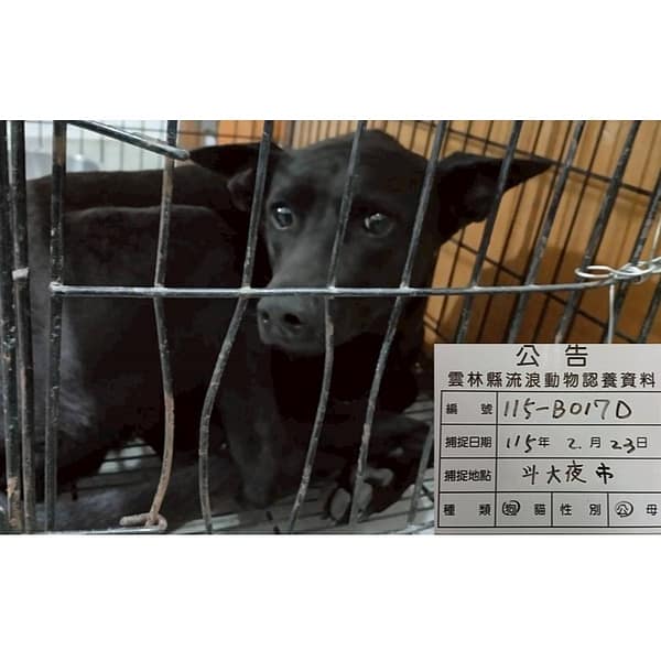 【待認養】混種犬 狗 (男生) - 雲林縣流浪動物收容所