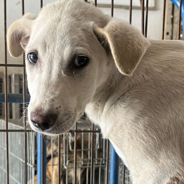 【待認養】混種犬 狗 (男生) - 臺南市動物之家善化站