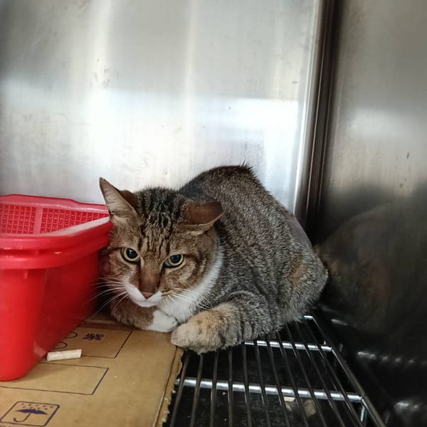 【待認養】混種貓 貓 (男生) - 新竹市動物保護教育園區