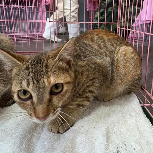 【待認養】混種貓 貓 (女生) - 臺東縣動物收容中心