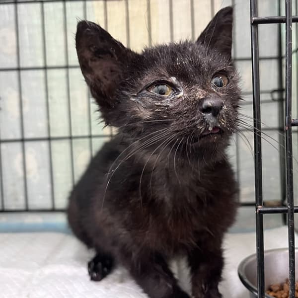 【待認養】混種貓 貓 (男生) - 臺北市動物之家