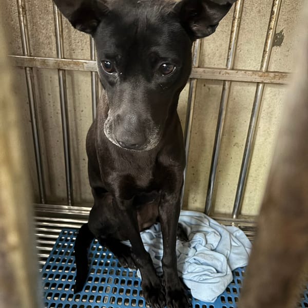 【待認養】混種犬 狗 (未知) - 新北市淡水區公立動物之家