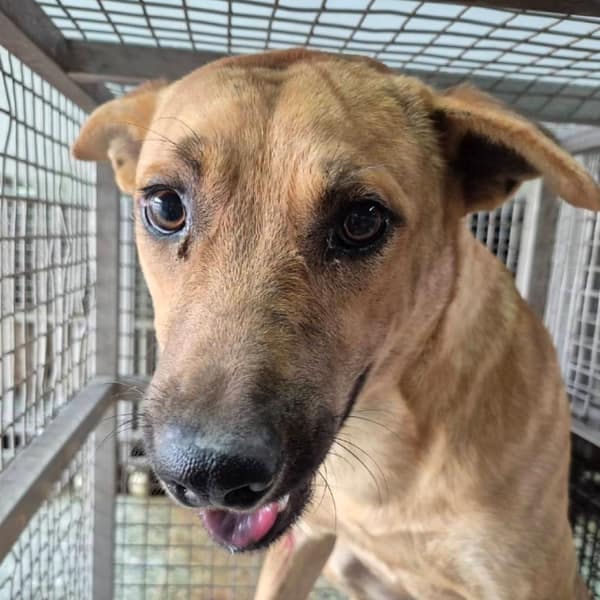 【待認養】混種犬 狗 (男生) - 臺南市動物之家善化站