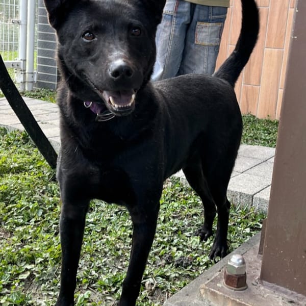 【待認養】混種犬 狗 (男生) - 新北市瑞芳區公立動物之家