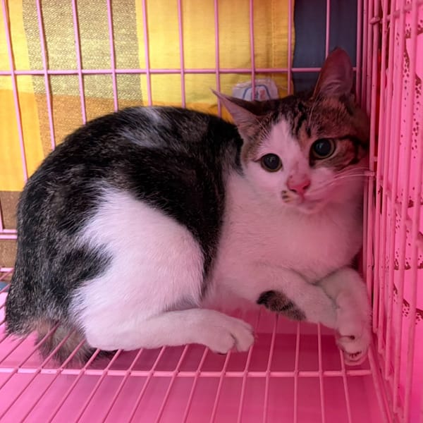 【待認養】混種貓 貓 (女生) - 臺東縣動物收容中心