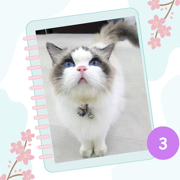 【待認養】布偶貓 貓 (女生) - 新竹縣動物保護教育園區