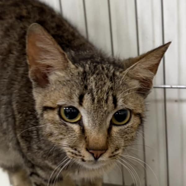 【待認養】混種貓 貓 (男生) - 澎湖縣流浪動物收容中心