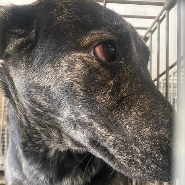 【待認養】混種犬 狗 (男生) - 臺南市動物之家善化站