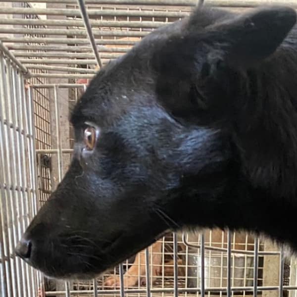 【待認養】混種犬 狗 (女生) - 臺南市動物之家善化站