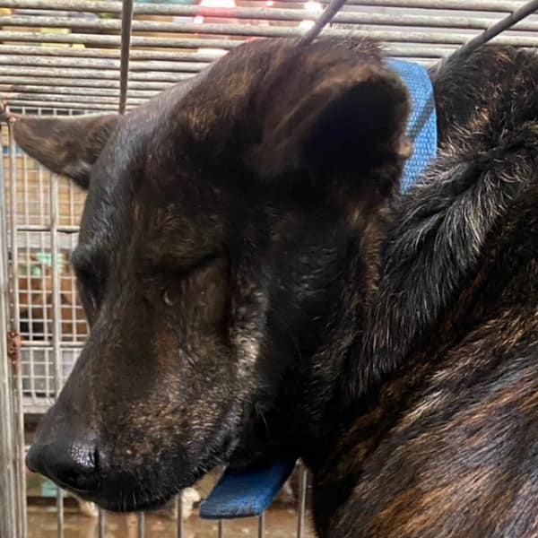 【待認養】混種犬 狗 (女生) - 臺南市動物之家善化站