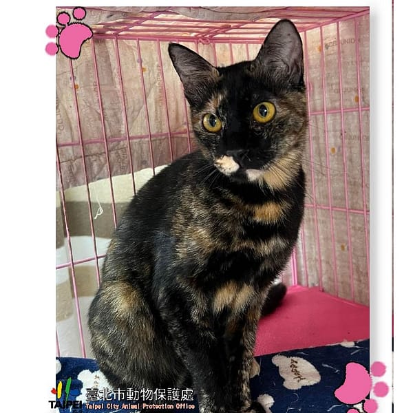 【待認養】混種貓 貓 (女生) - 臺北市動物之家