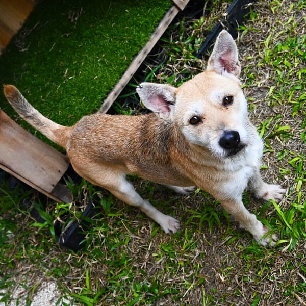【待認養】混種犬 狗 (女生) - 花蓮縣狗貓躍動園區