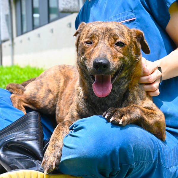 【待認養】混種犬 狗 (女生) - 花蓮縣狗貓躍動園區