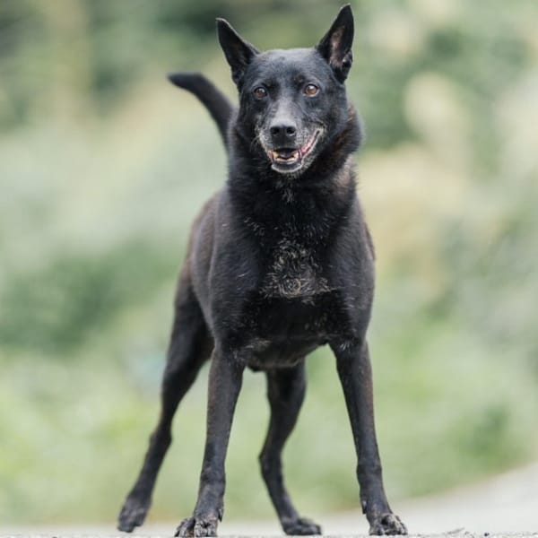 【待認養】混種犬 狗 (男生) - 新北市新店區公立動物之家