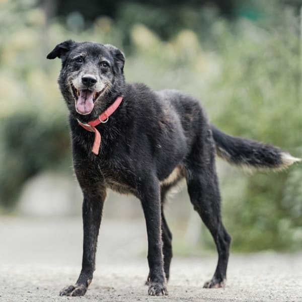 【待認養】混種犬 狗 (男生) - 新北市新店區公立動物之家