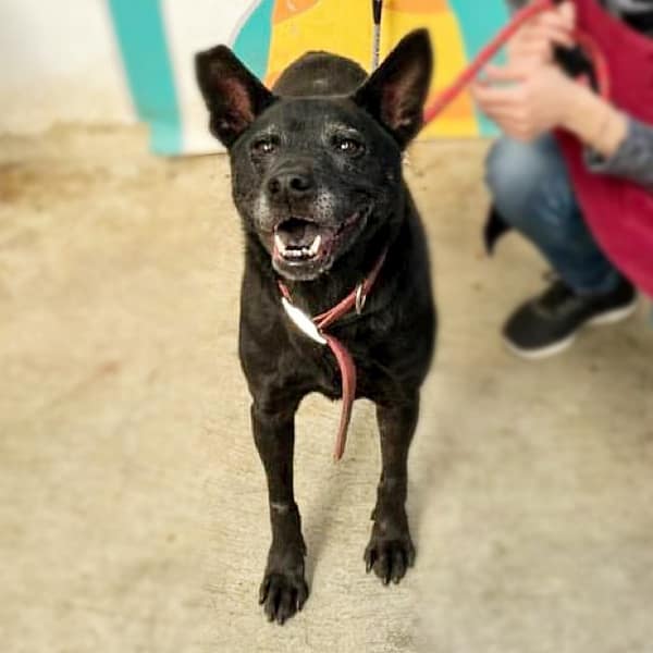 【待認養】混種犬 狗 (女生) - 新北市新店區公立動物之家