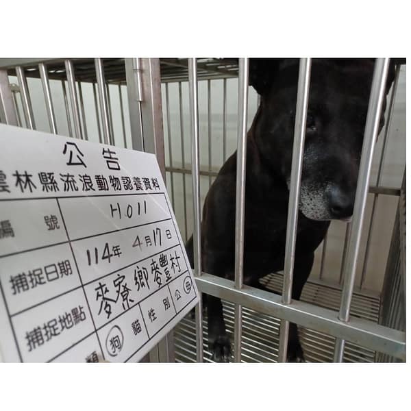 【待認養】混種犬 狗 (女生) - 雲林縣流浪動物收容所
