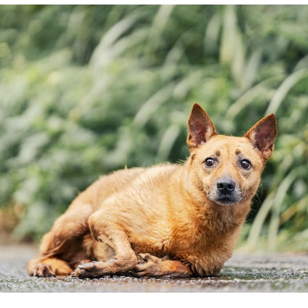 【待認養】混種犬 狗 (女生) - 新北市新店區公立動物之家