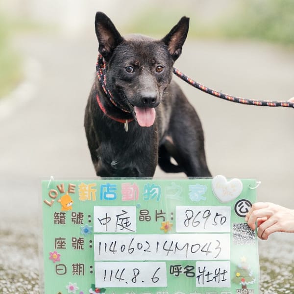 【待認養】混種犬 狗 (男生) - 新北市新店區公立動物之家