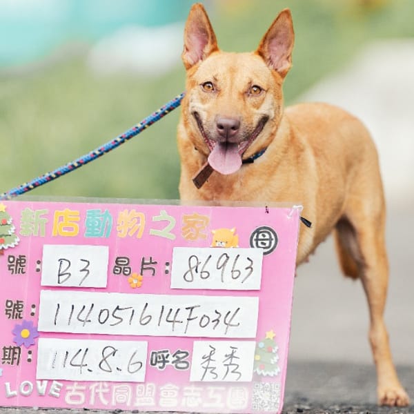 【待認養】混種犬 狗 (女生) - 新北市新店區公立動物之家
