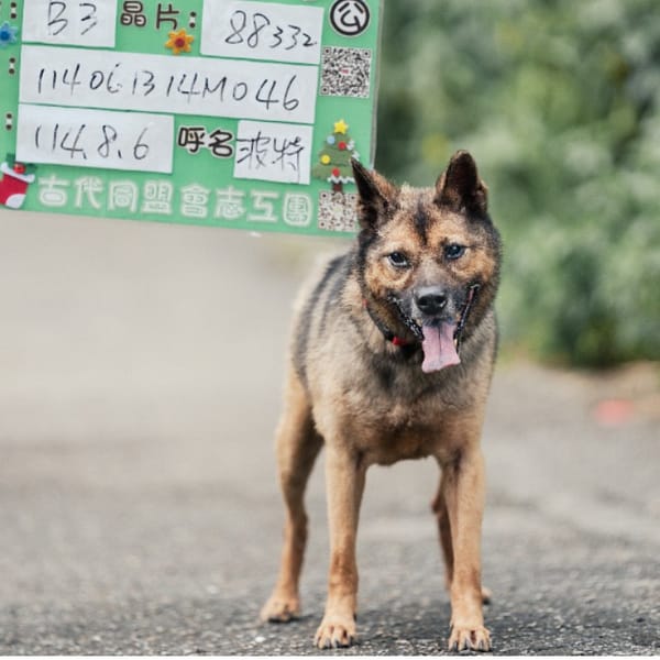 【待認養】混種犬 狗 (男生) - 新北市新店區公立動物之家