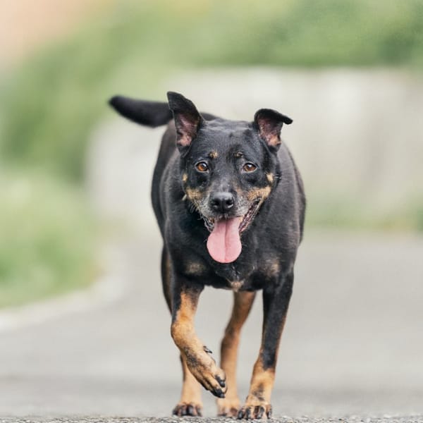 【待認養】混種犬 狗 (女生) - 新北市新店區公立動物之家