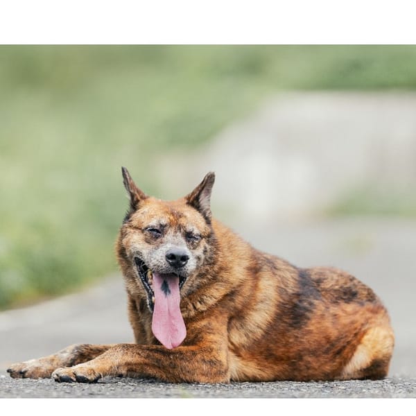 【待認養】混種犬 狗 (男生) - 新北市新店區公立動物之家