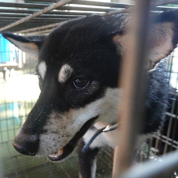 【待認養】柴犬 狗 (女生) - 臺南市動物之家灣裡站