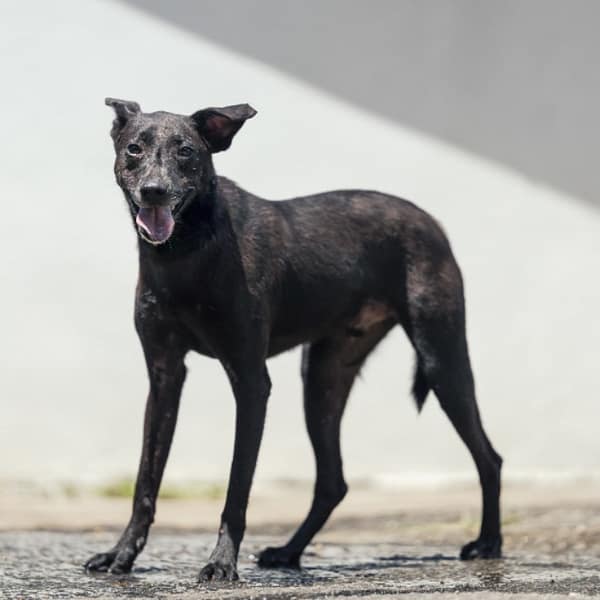 【待認養】混種犬 狗 (男生) - 新北市新店區公立動物之家