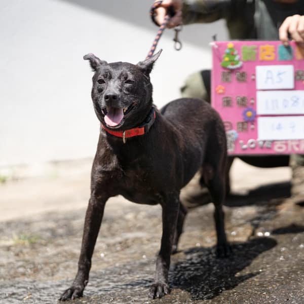 【待認養】混種犬 狗 (女生) - 新北市新店區公立動物之家