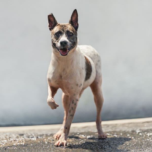 【待認養】混種犬 狗 (女生) - 新北市新店區公立動物之家