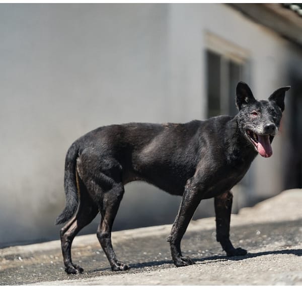 【待認養】混種犬 狗 (女生) - 新北市新店區公立動物之家