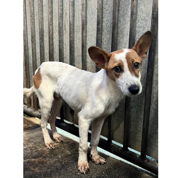 【待認養】混種犬 狗 (男生) - 彰化縣流浪狗中途之家