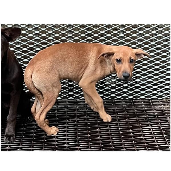 【待認養】混種犬 狗 (男生) - 彰化縣流浪狗中途之家