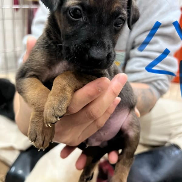 【待認養】混種犬 狗 (男生) - 新北市瑞芳區公立動物之家