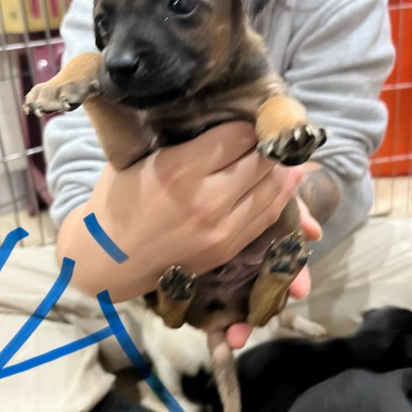 【待認養】混種犬 狗 (男生) - 新北市瑞芳區公立動物之家