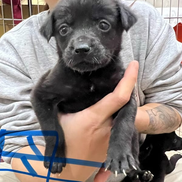 【待認養】混種犬 狗 (女生) - 新北市瑞芳區公立動物之家