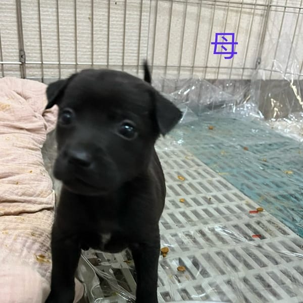 【待認養】混種犬 狗 (女生) - 新北市瑞芳區公立動物之家