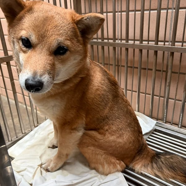 【待認養】柴犬 狗 (女生) - 新北市淡水區公立動物之家