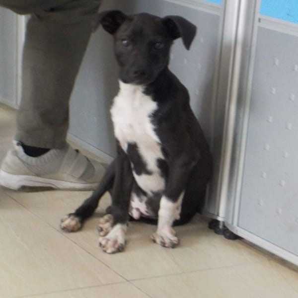【待認養】混種犬 狗 (男生) - 南投縣公立動物收容所